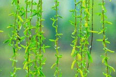 春季吃野菜养生，分清楚再吃，搞不好会中毒