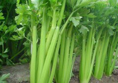 家常菜芹菜有5大妙用，您收好喽~