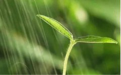 雨水时节，该如何正确养生？